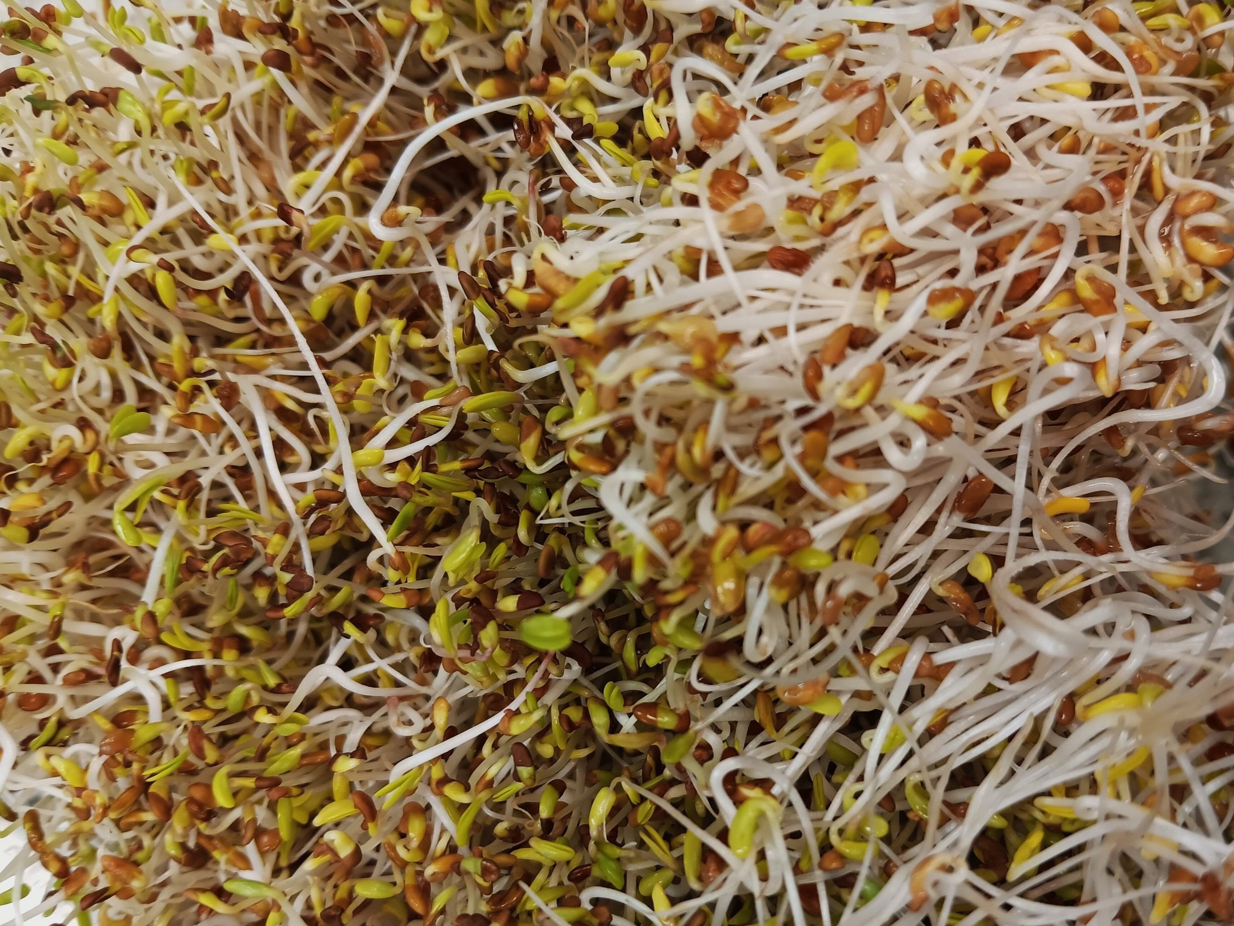 Close-up image of fresh alfalfa sprouts mixed with tiny green shoots and brown seeds, showcasing their delicate texture and vibrant colors, ideal for salads and healthy dishes.