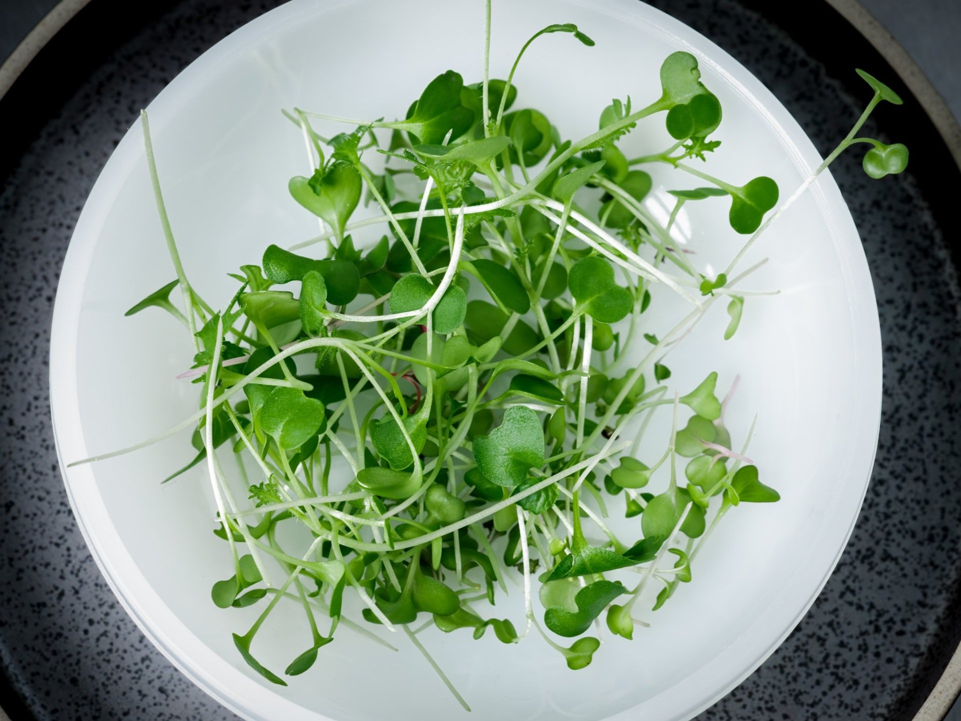 Fresh microgreens in a white bowl, showcasing vibrant green leaves and delicate stems, ideal for garnishing dishes and enhancing flavors in culinary creations.