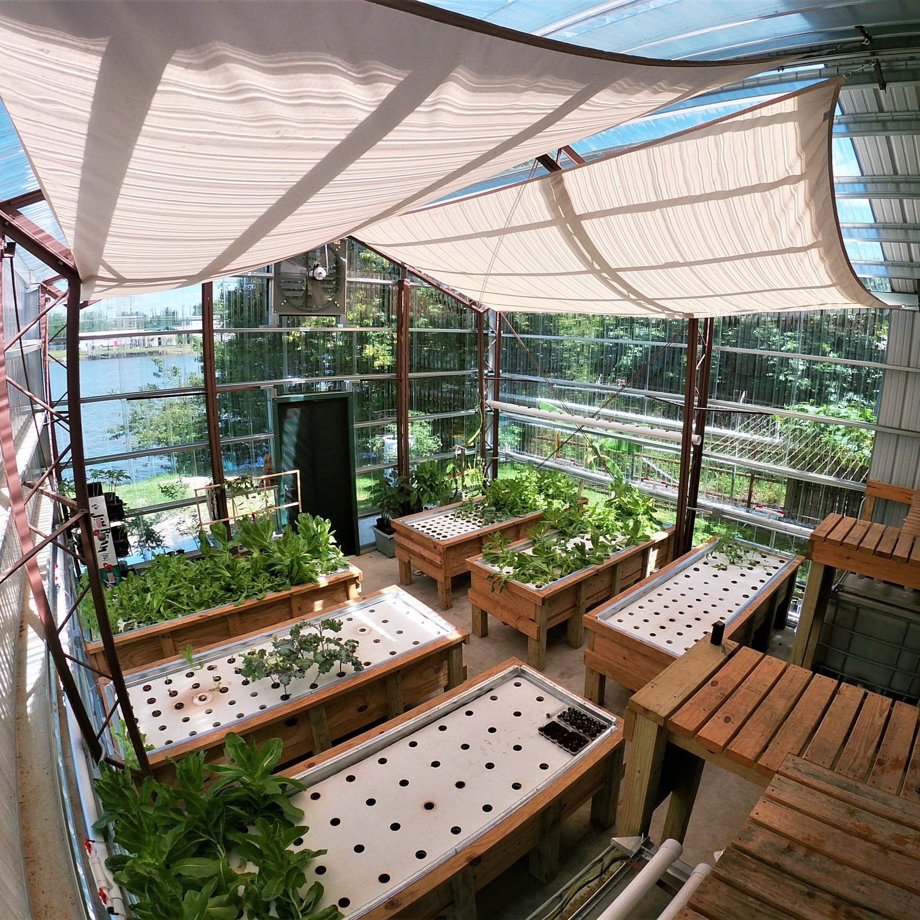 Interior view of a modern greenhouse featuring multiple wooden planting tables filled with various leafy greens and vegetables, large glass windows allowing natural light, and shade cloths overhead, creating an ideal environment for hydroponic gardening.